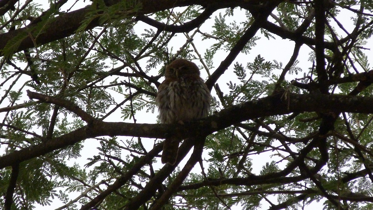 Pearl-spotted Owlet - ML614878669