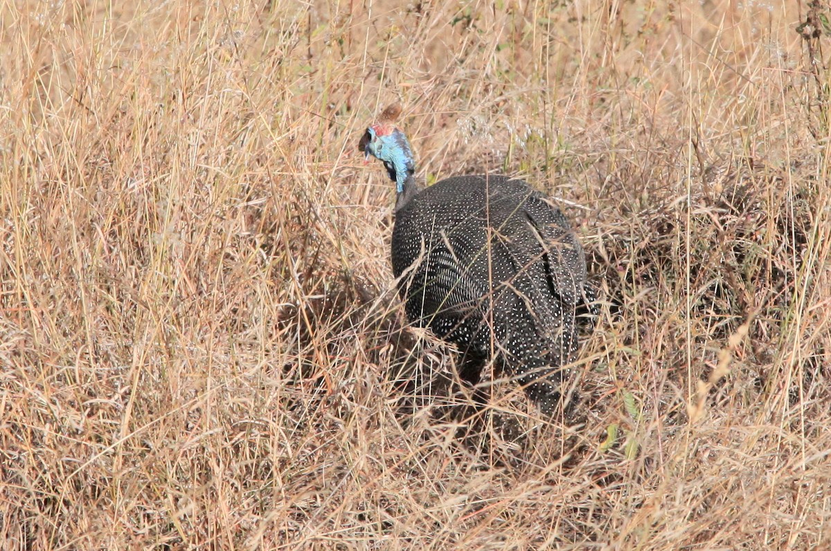 Helmeted Guineafowl - ML614878675