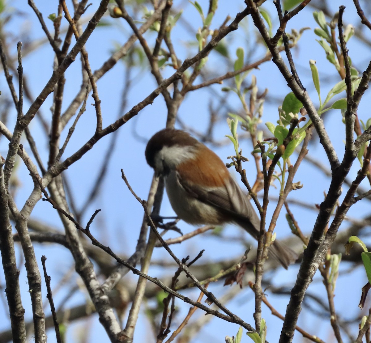 Mésange à dos marron - ML614878680