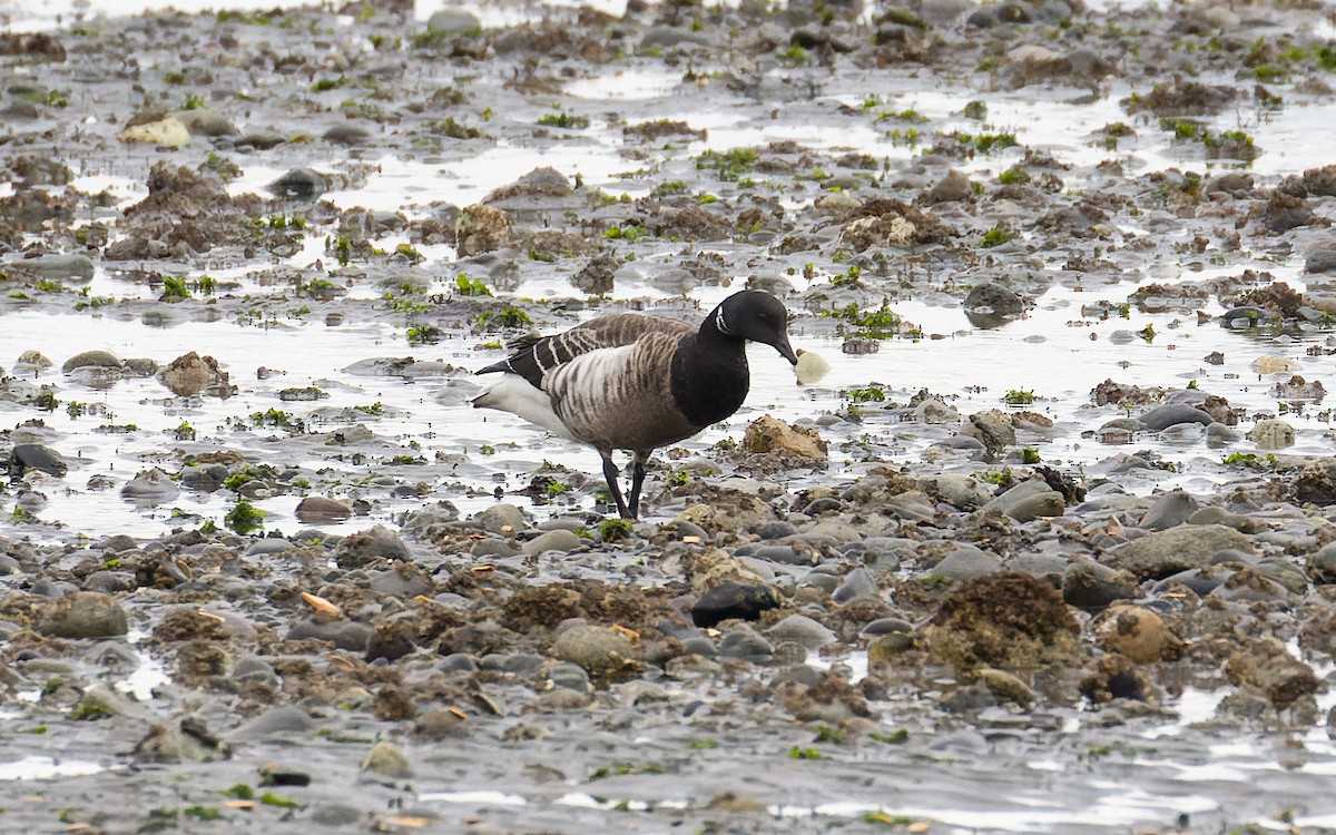 Brant (Gray-bellied) - James Kennerley