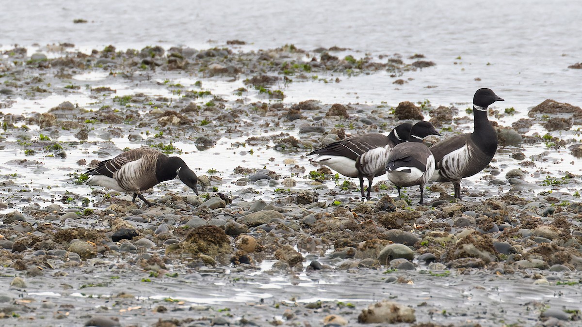 Brant (Gray-bellied) - James Kennerley