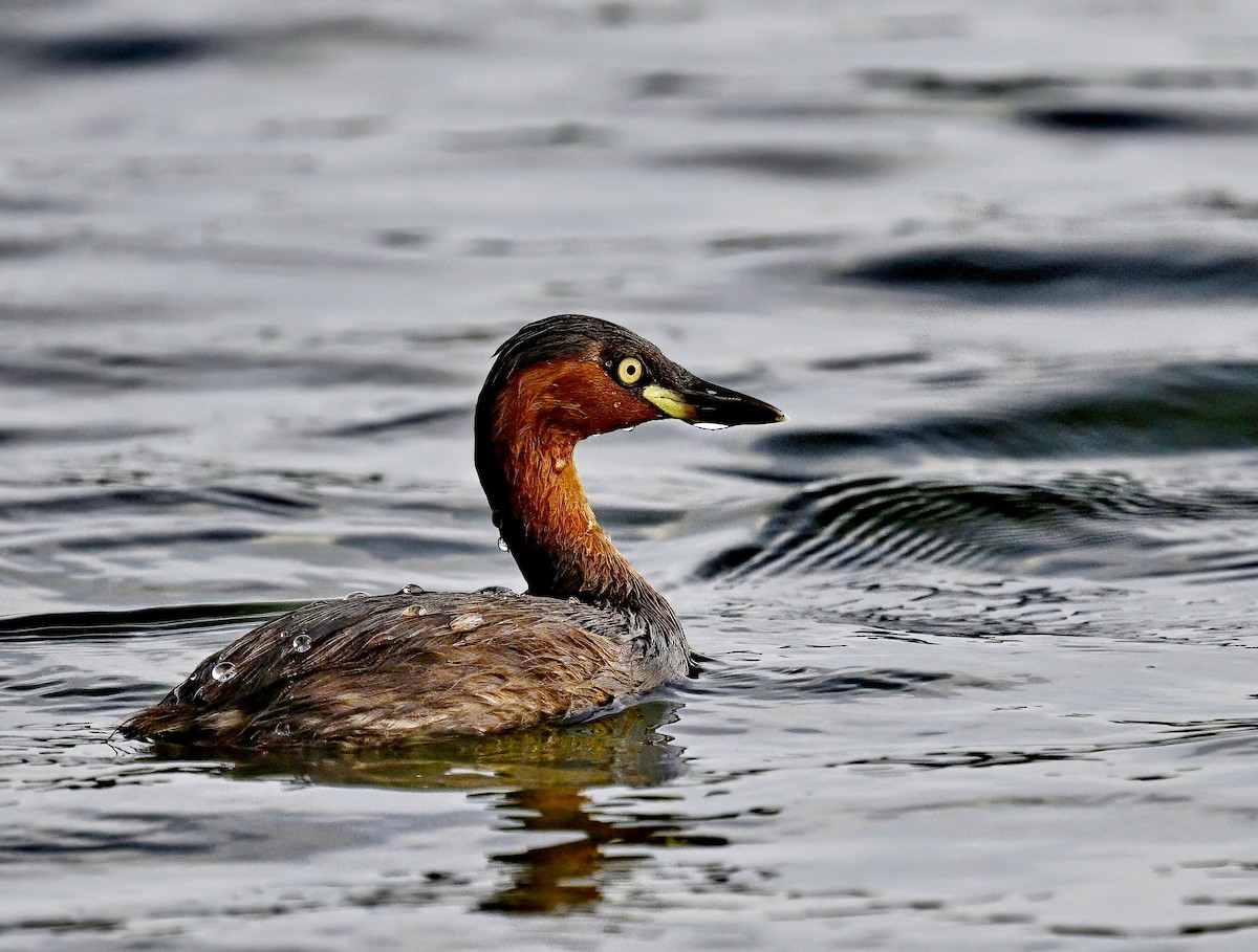 Little Grebe - ML614878710