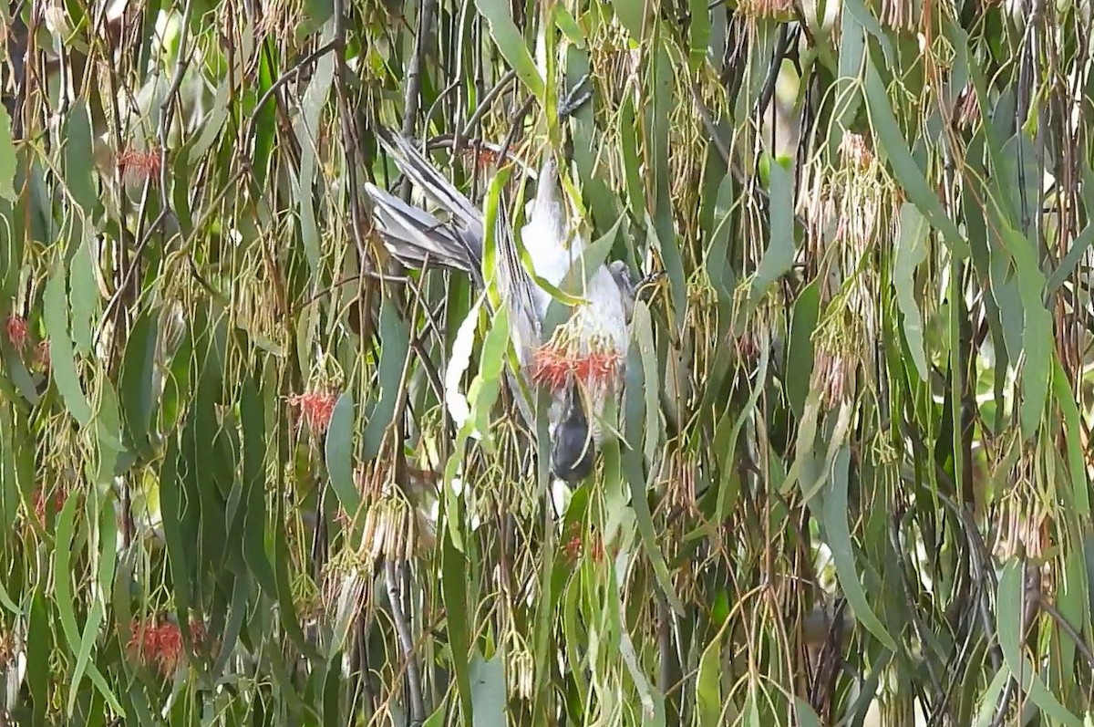 Noisy Friarbird - ML614878722