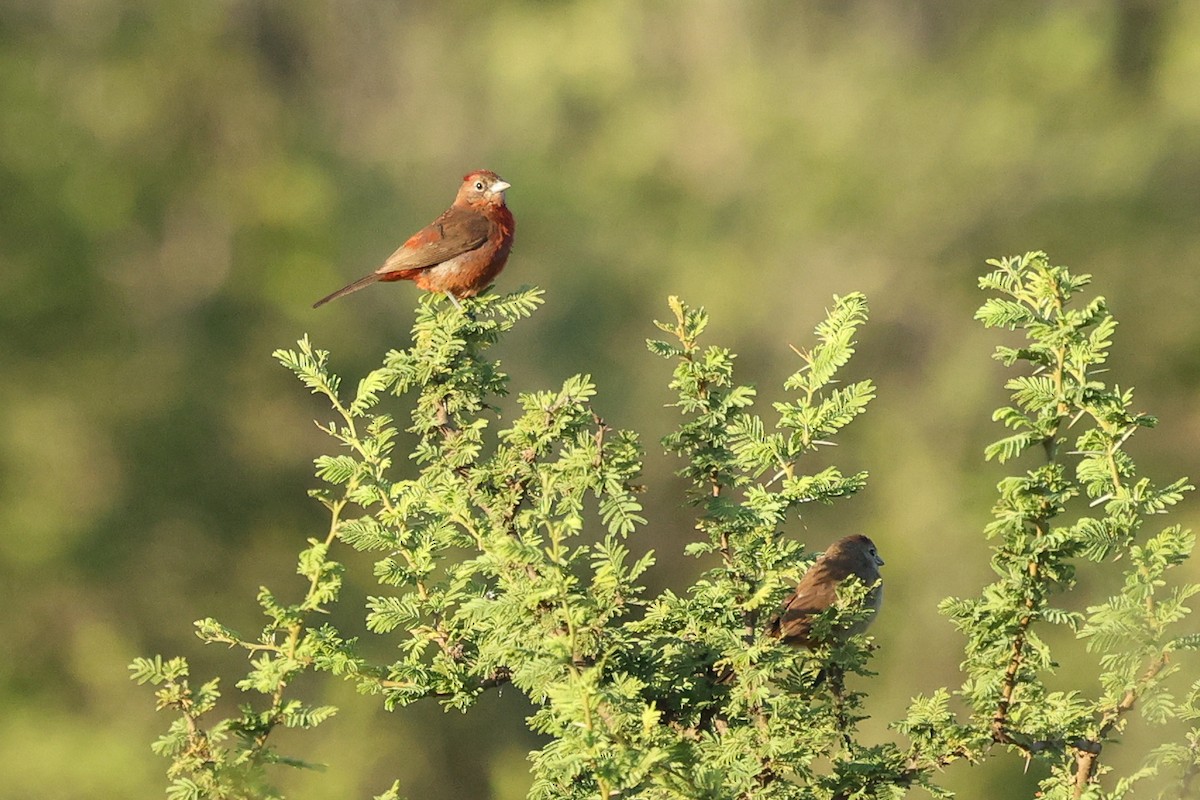 Red-crested Finch - Daniel Engelbrecht - Birding Ecotours