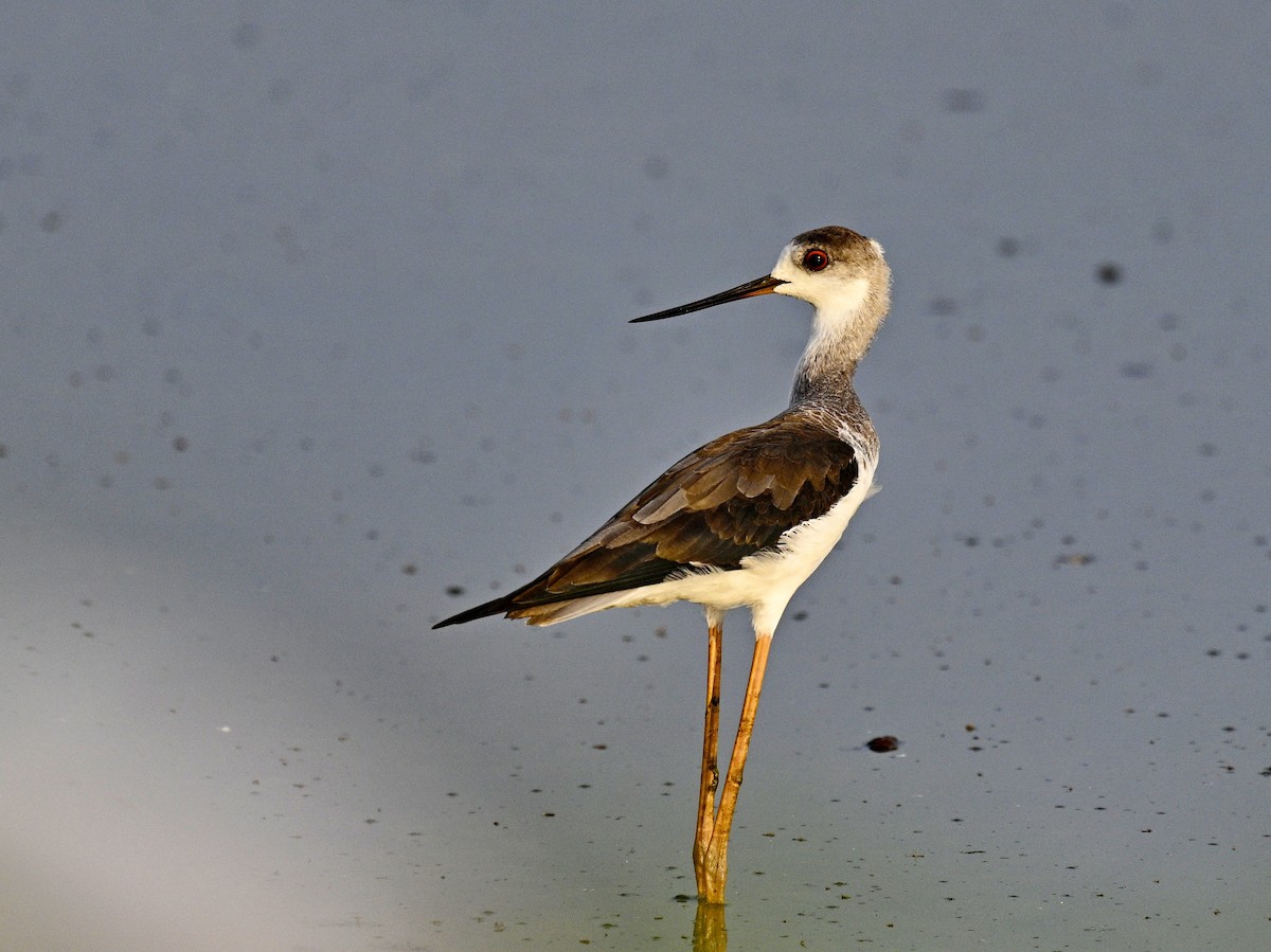 Black-winged Stilt - ML614878735