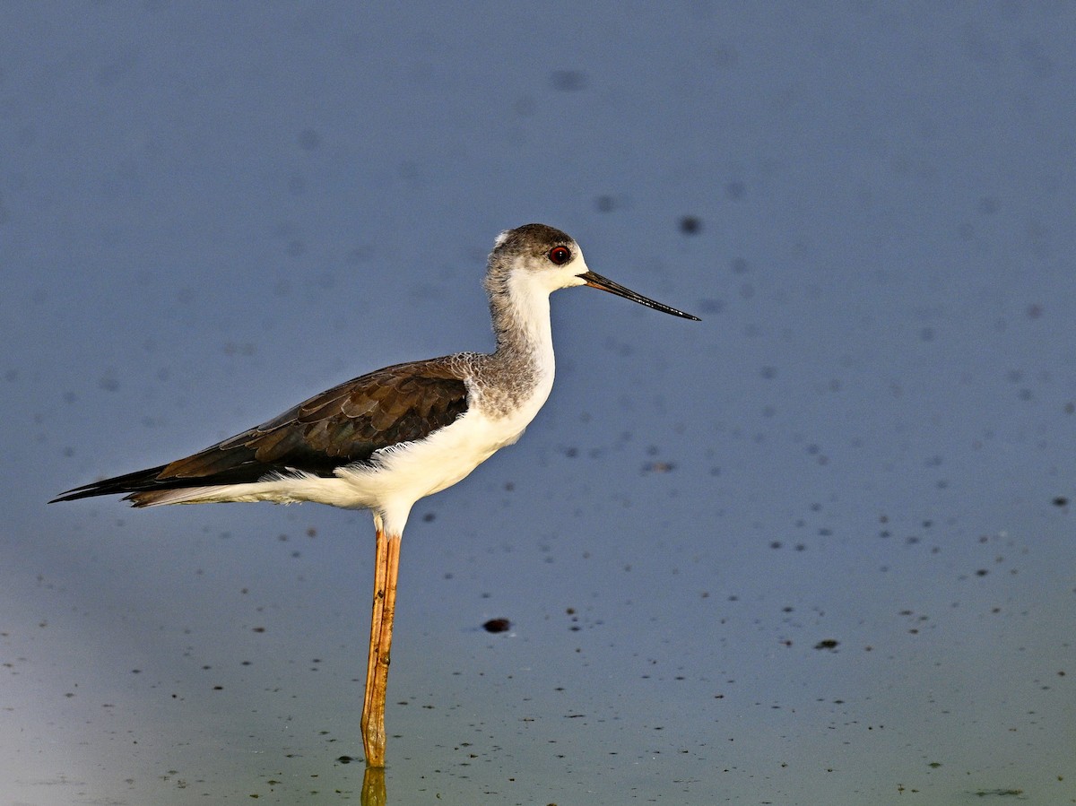 Black-winged Stilt - ML614878736