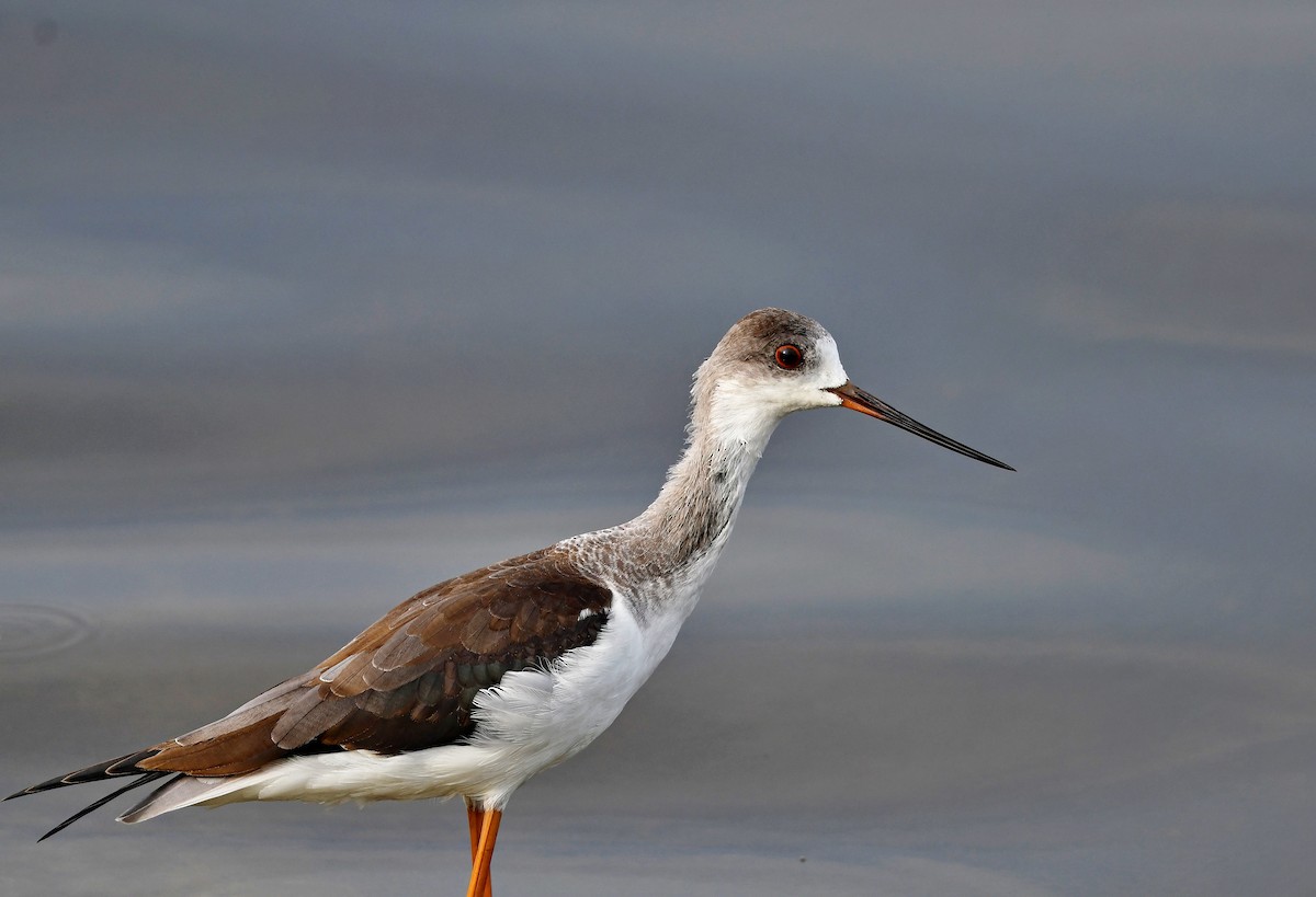 Black-winged Stilt - ML614878737