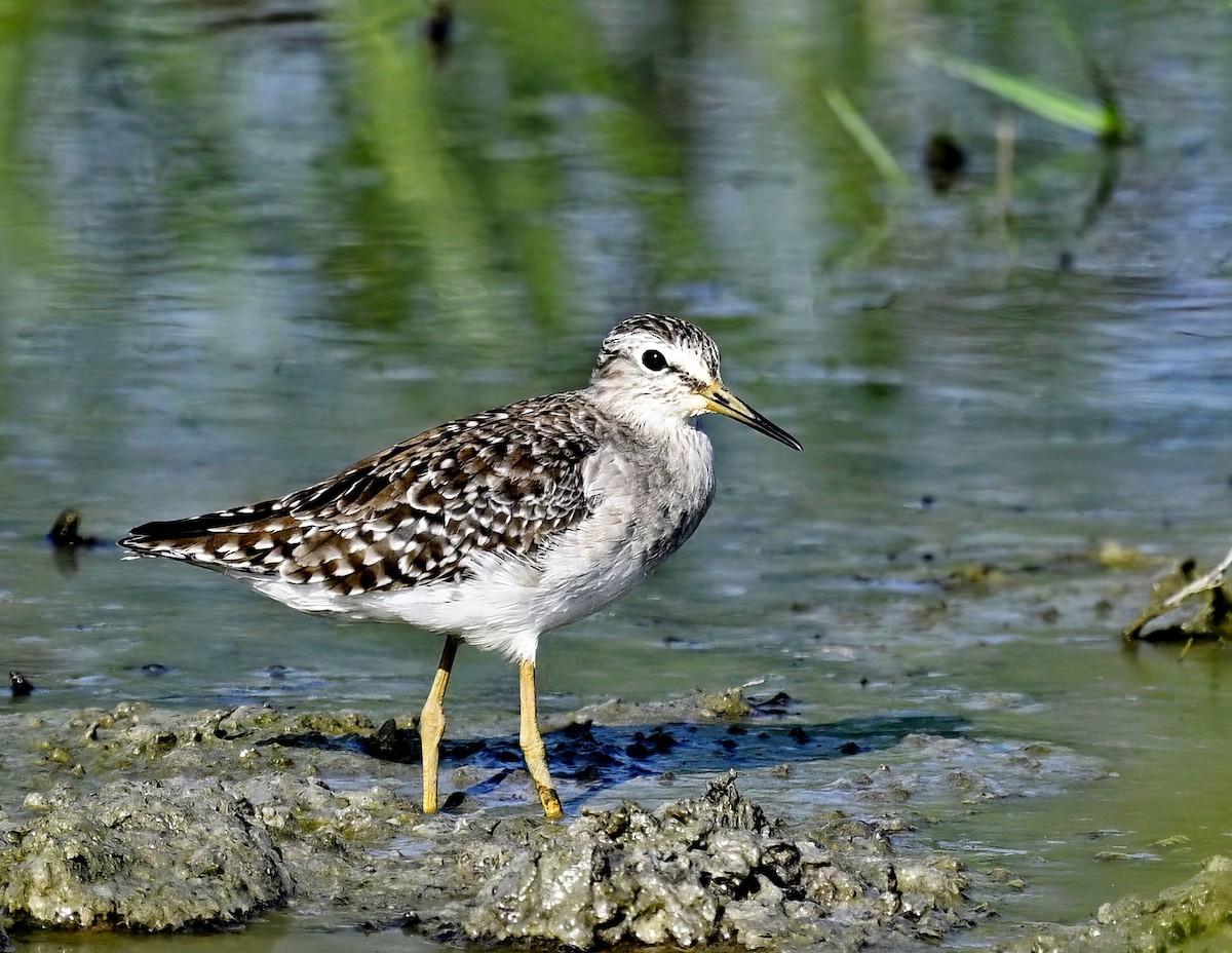 Wood Sandpiper - ML614878742