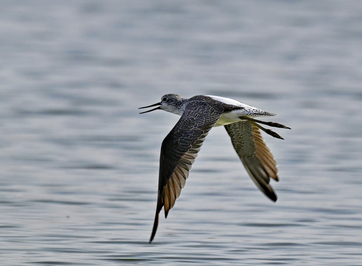 Common Greenshank - ML614878754