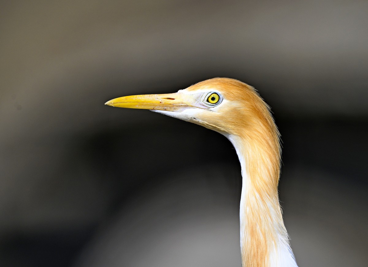 Eastern Cattle Egret - ML614878762