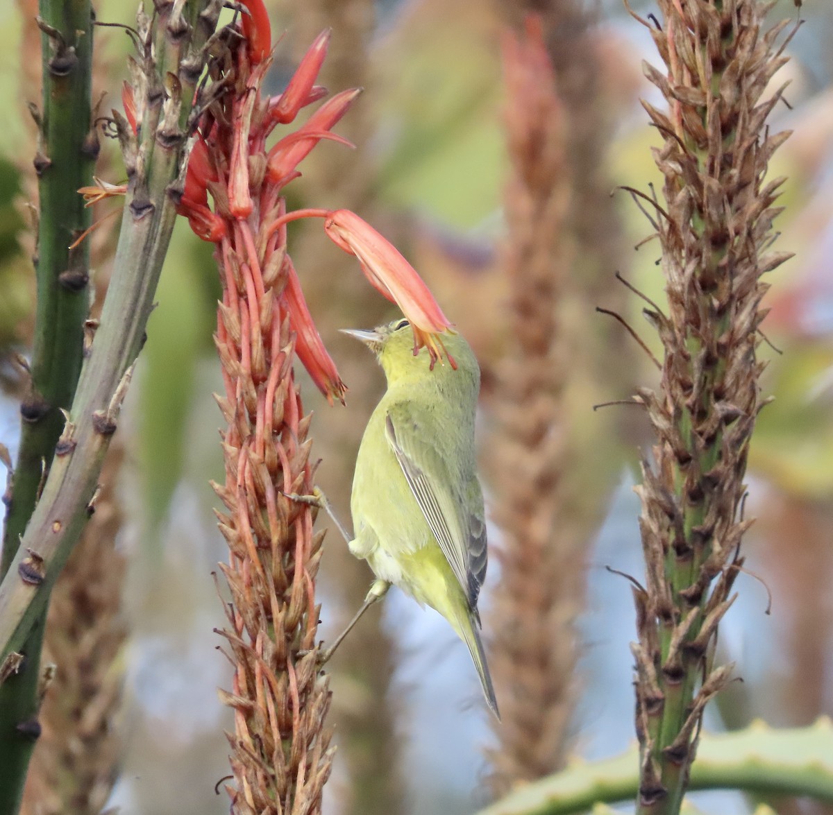 Orange-crowned Warbler - ML614878765