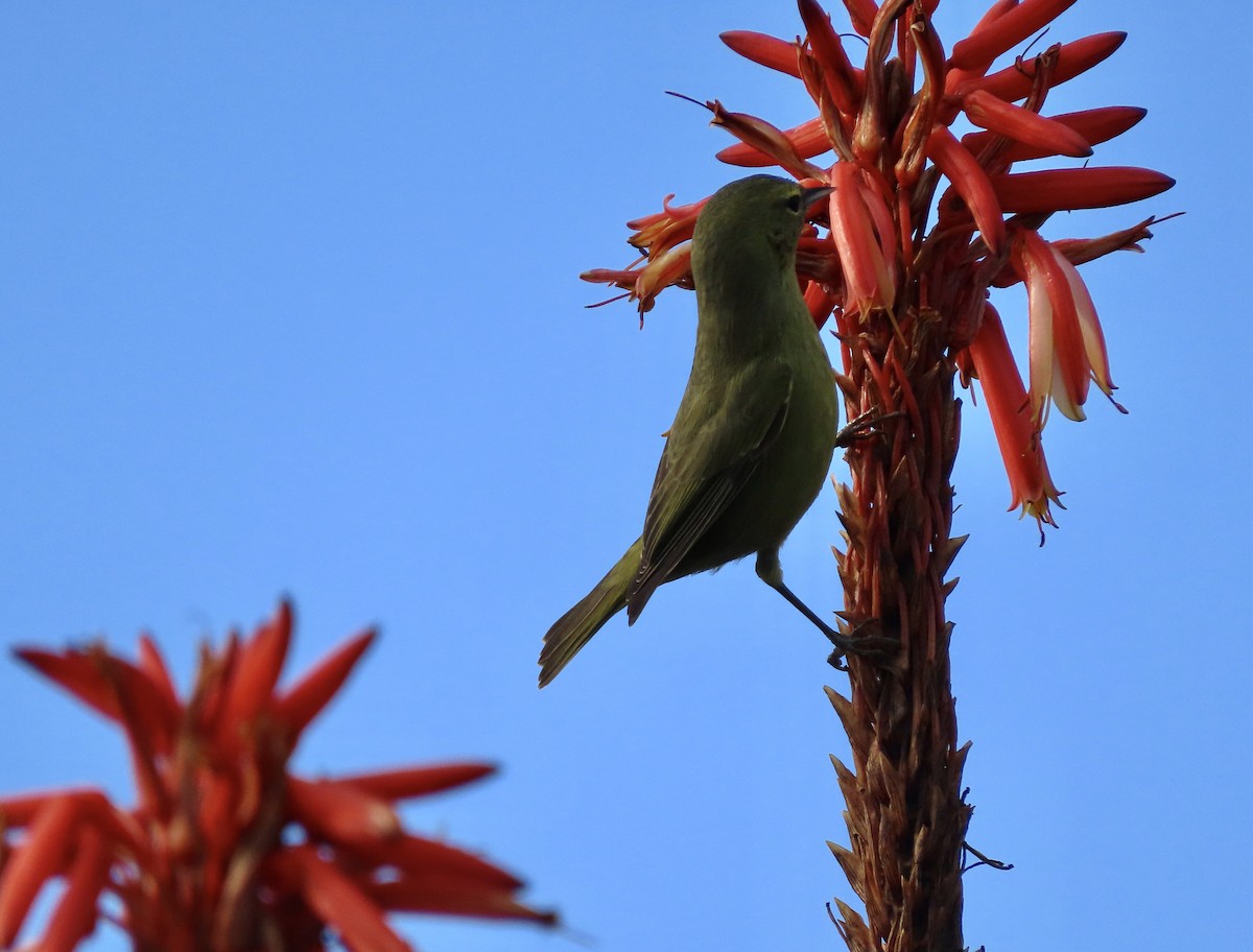 Orange-crowned Warbler - ML614878771