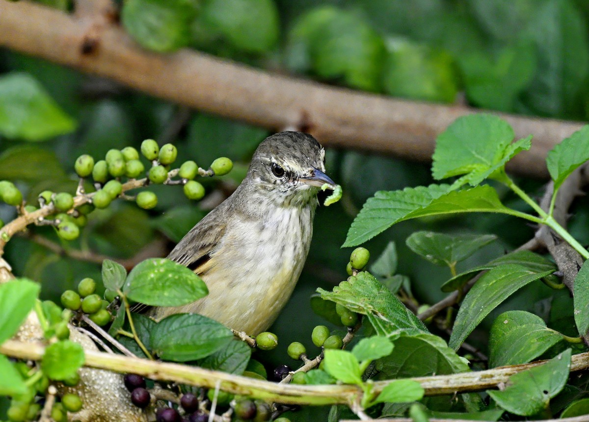 Oriental Reed Warbler - ML614878774