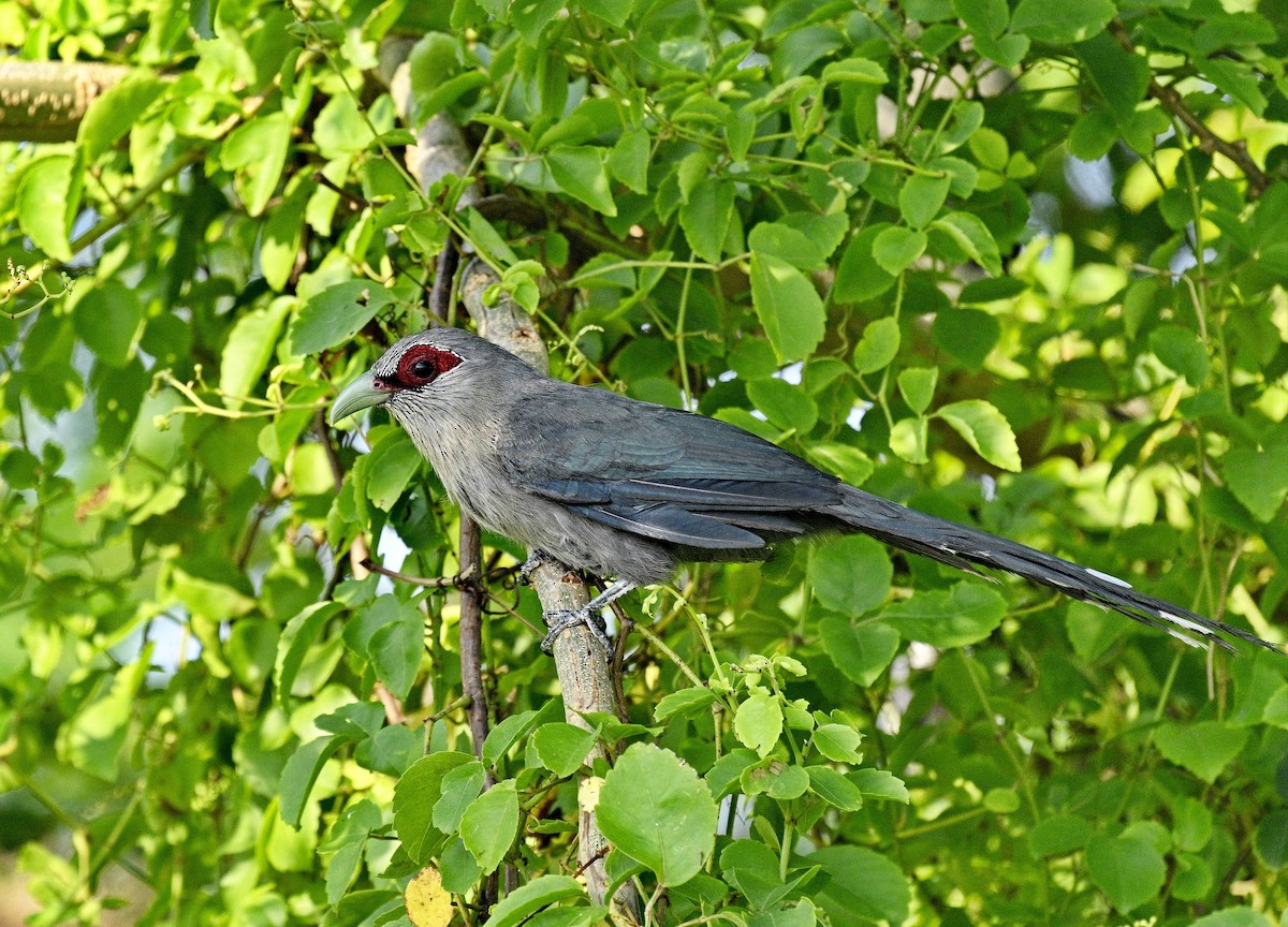 Green-billed Malkoha - ML614878781