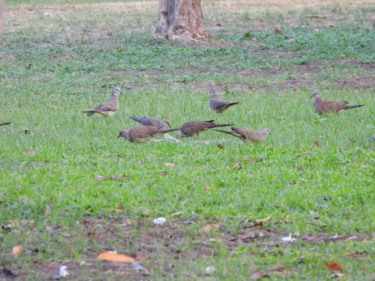 Spotted Dove - Jose Antonio (JJ) Sta Ana