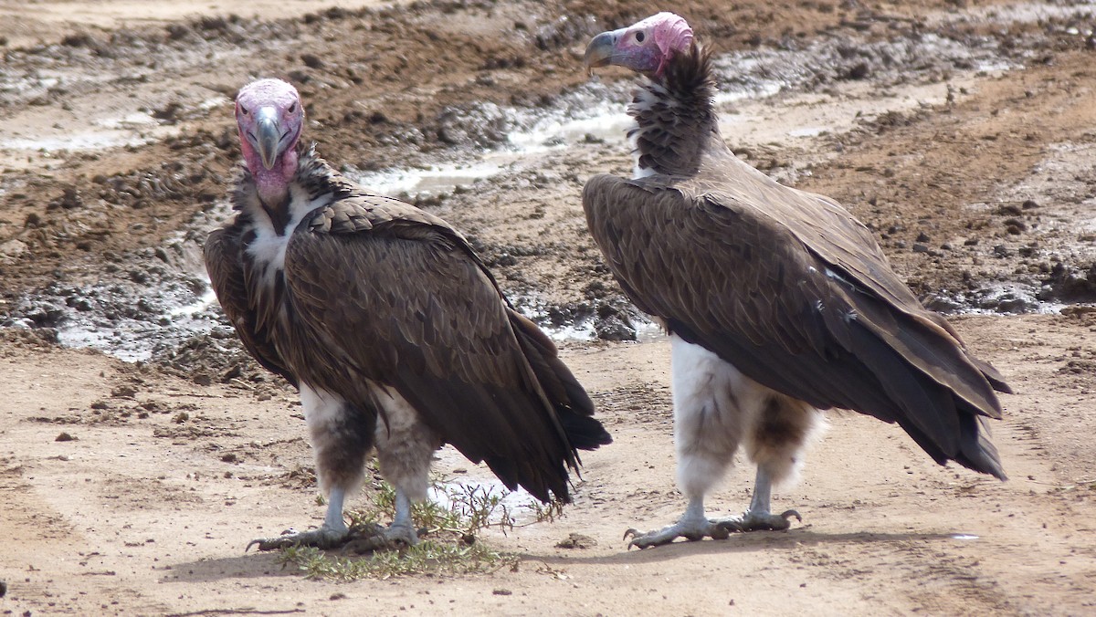 Lappet-faced Vulture - ML614878849