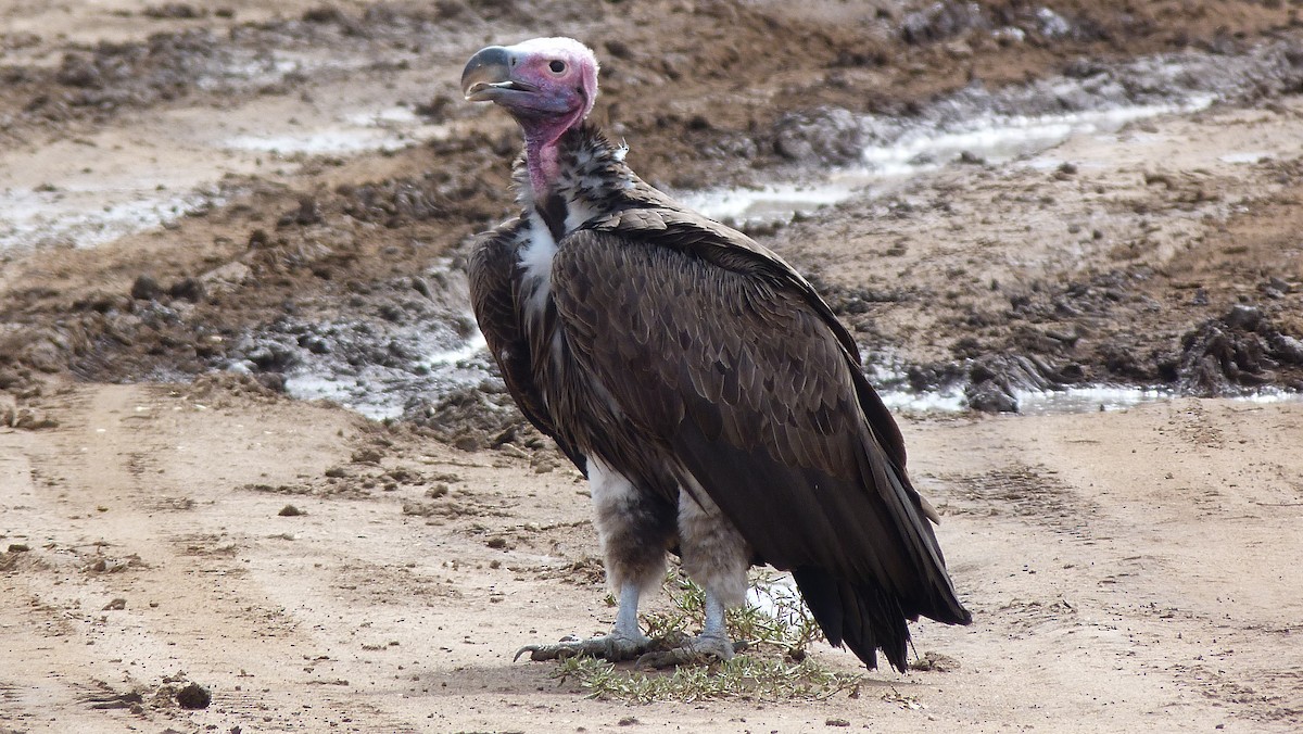 Lappet-faced Vulture - ML614878850