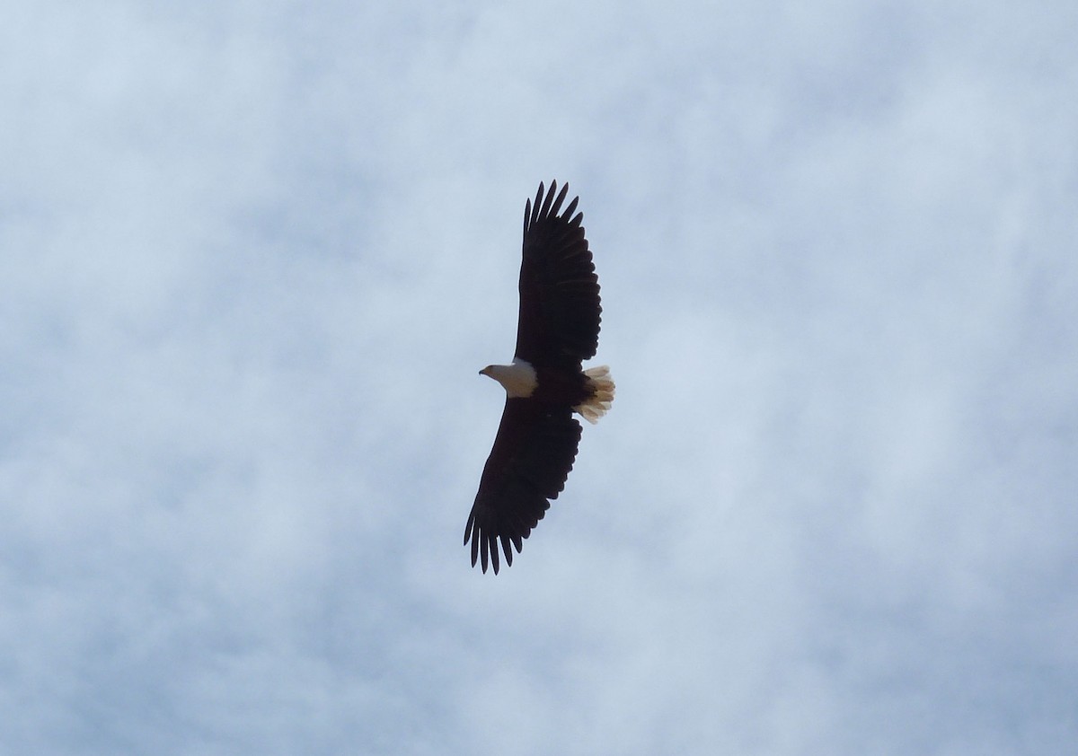 African Fish-Eagle - Juan Diego Acevedo Barberá