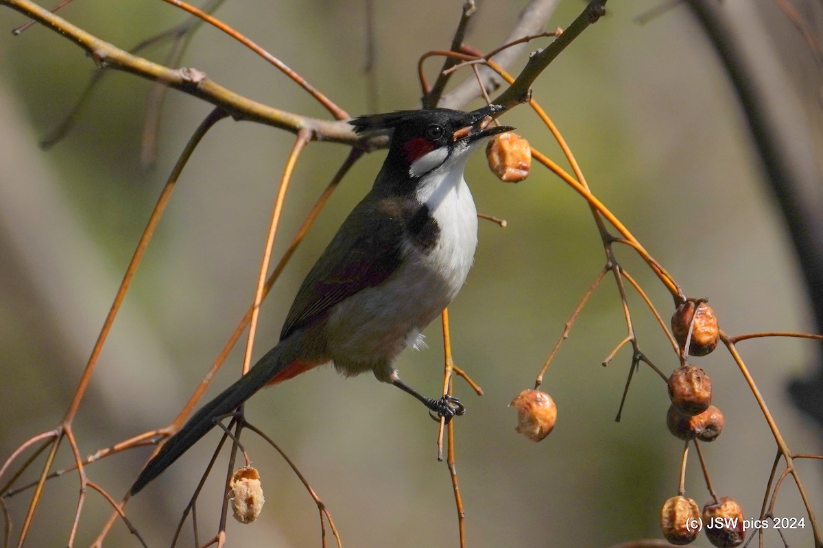 Red-whiskered Bulbul - ML614878900