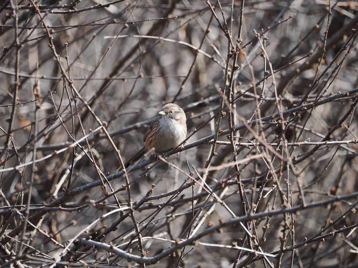 Beijing Babbler - ML614878905