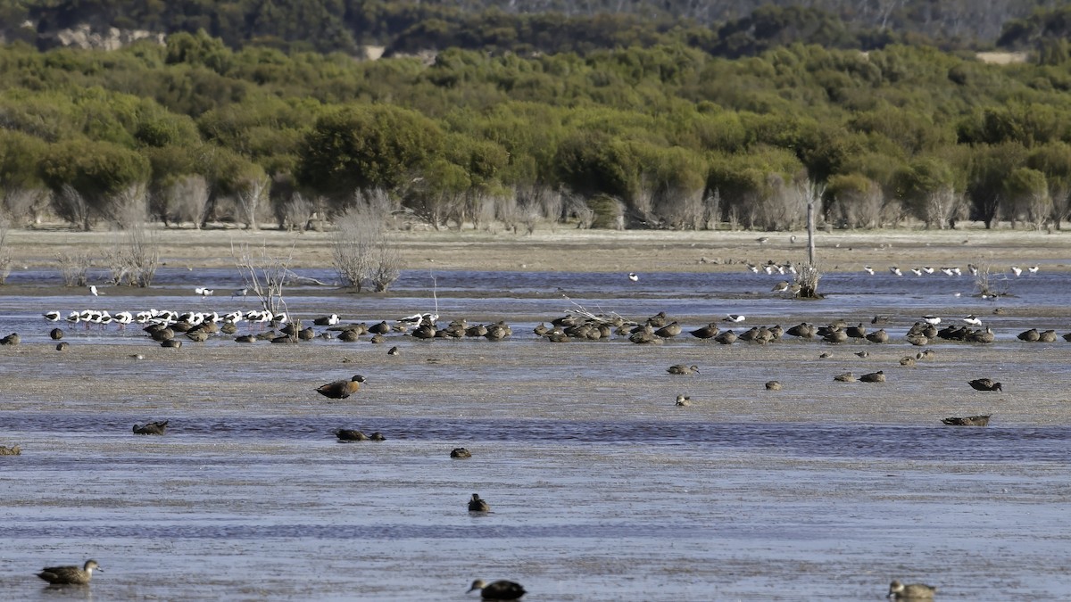 Australian Shelduck - ML614878911