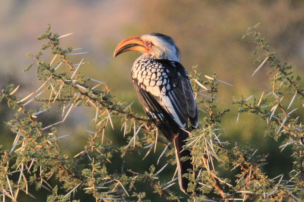 Southern Yellow-billed Hornbill - ML614878917