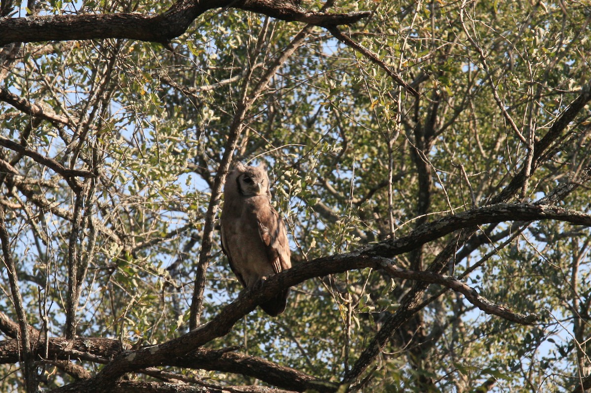 Verreaux's Eagle-Owl - ML614878918