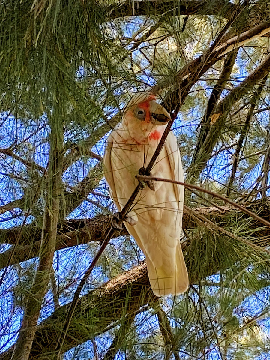 Long-billed Corella - ML614878921