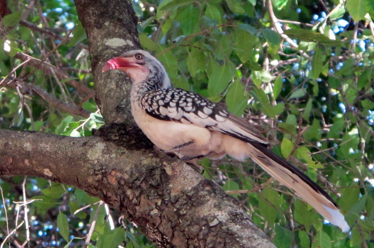 Southern Red-billed Hornbill - ML614878954