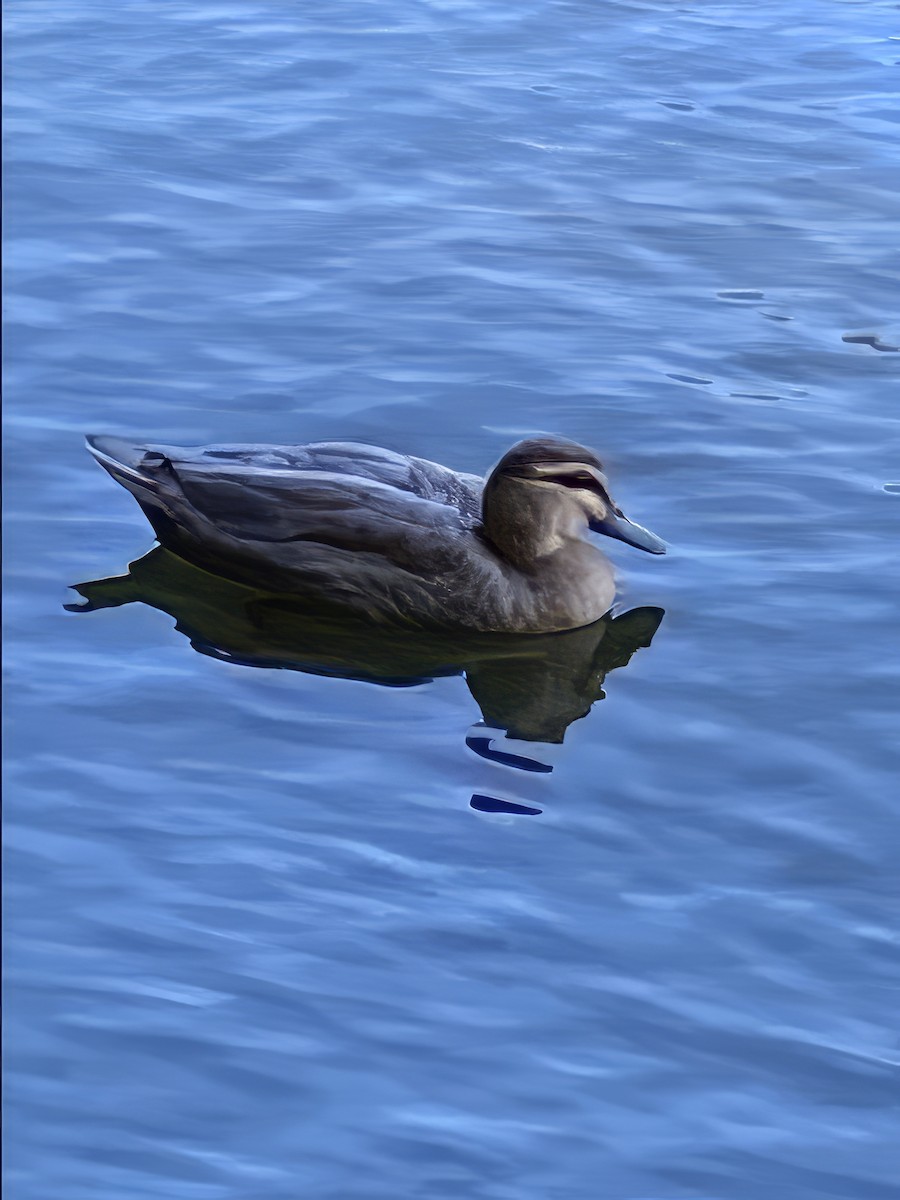 Mallard (Domestic type) - Peter Fullagar