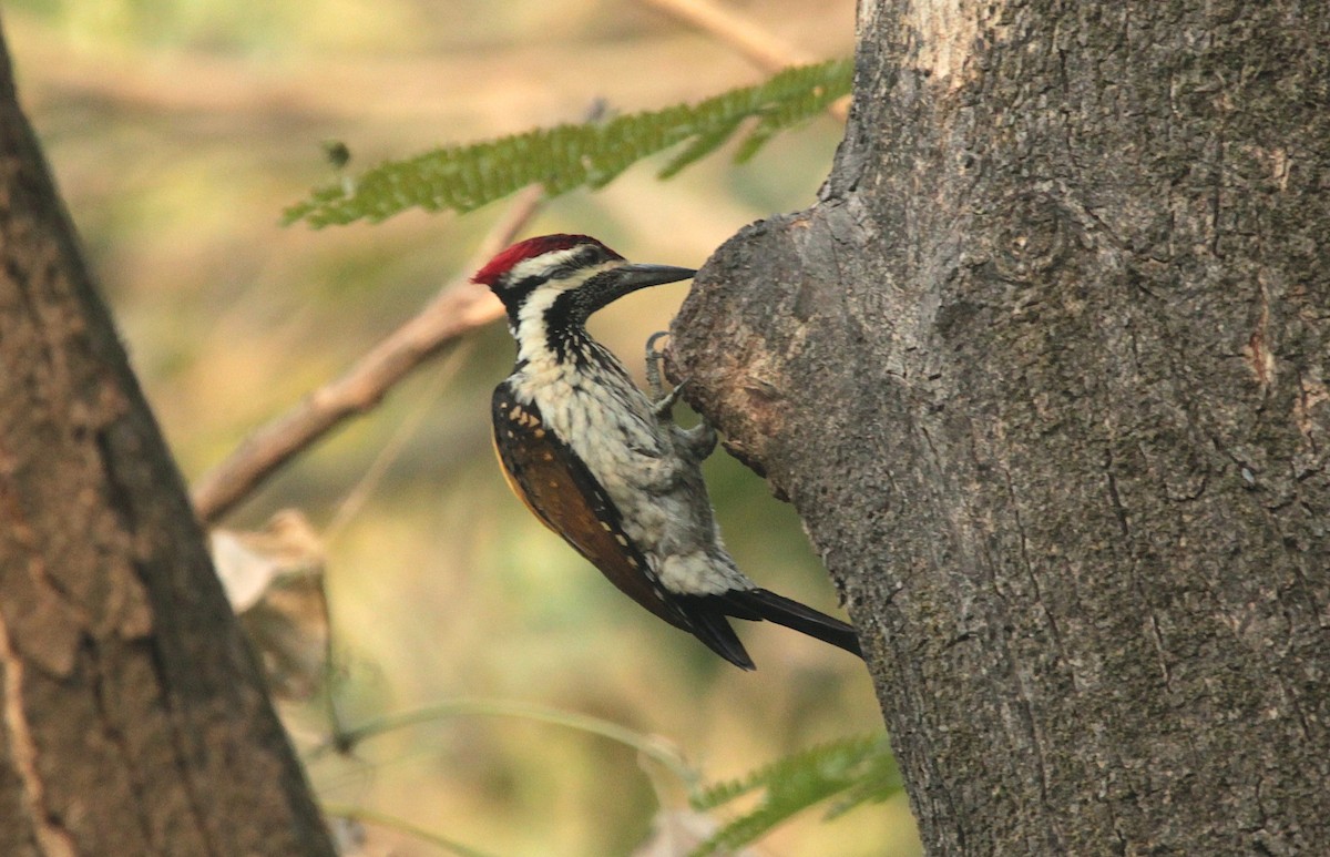 Black-rumped Flameback - Megha Gupta