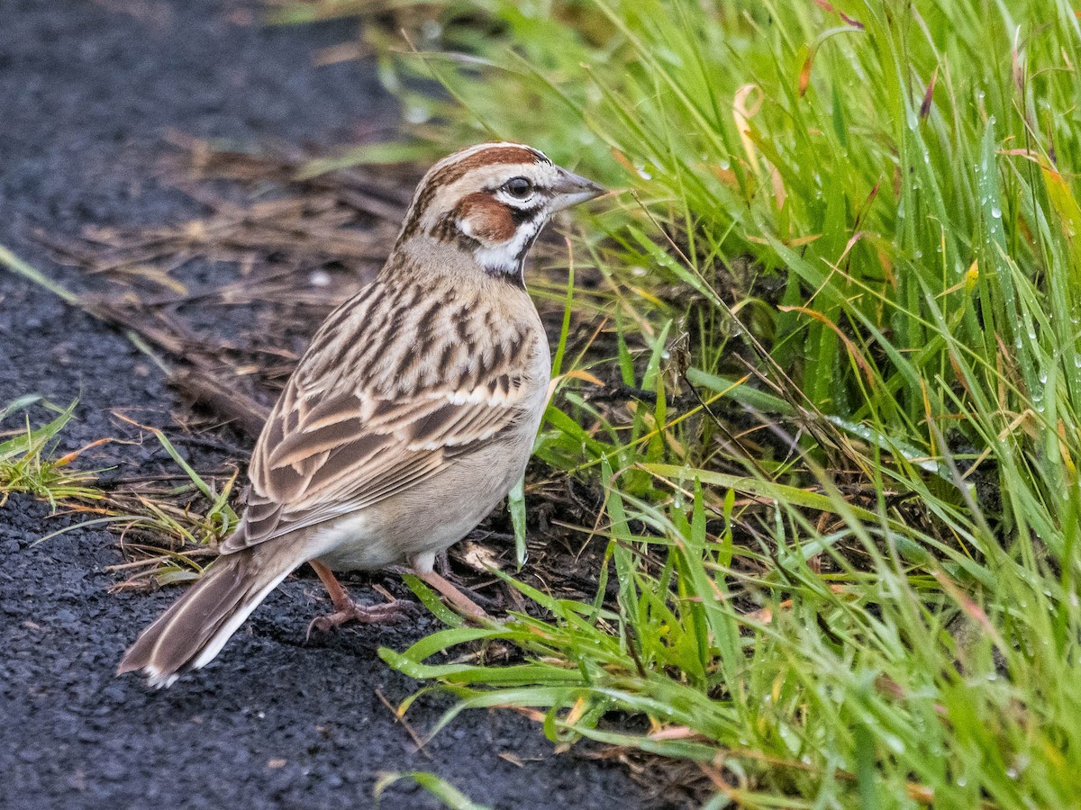 Lark Sparrow - Jim Dehnert