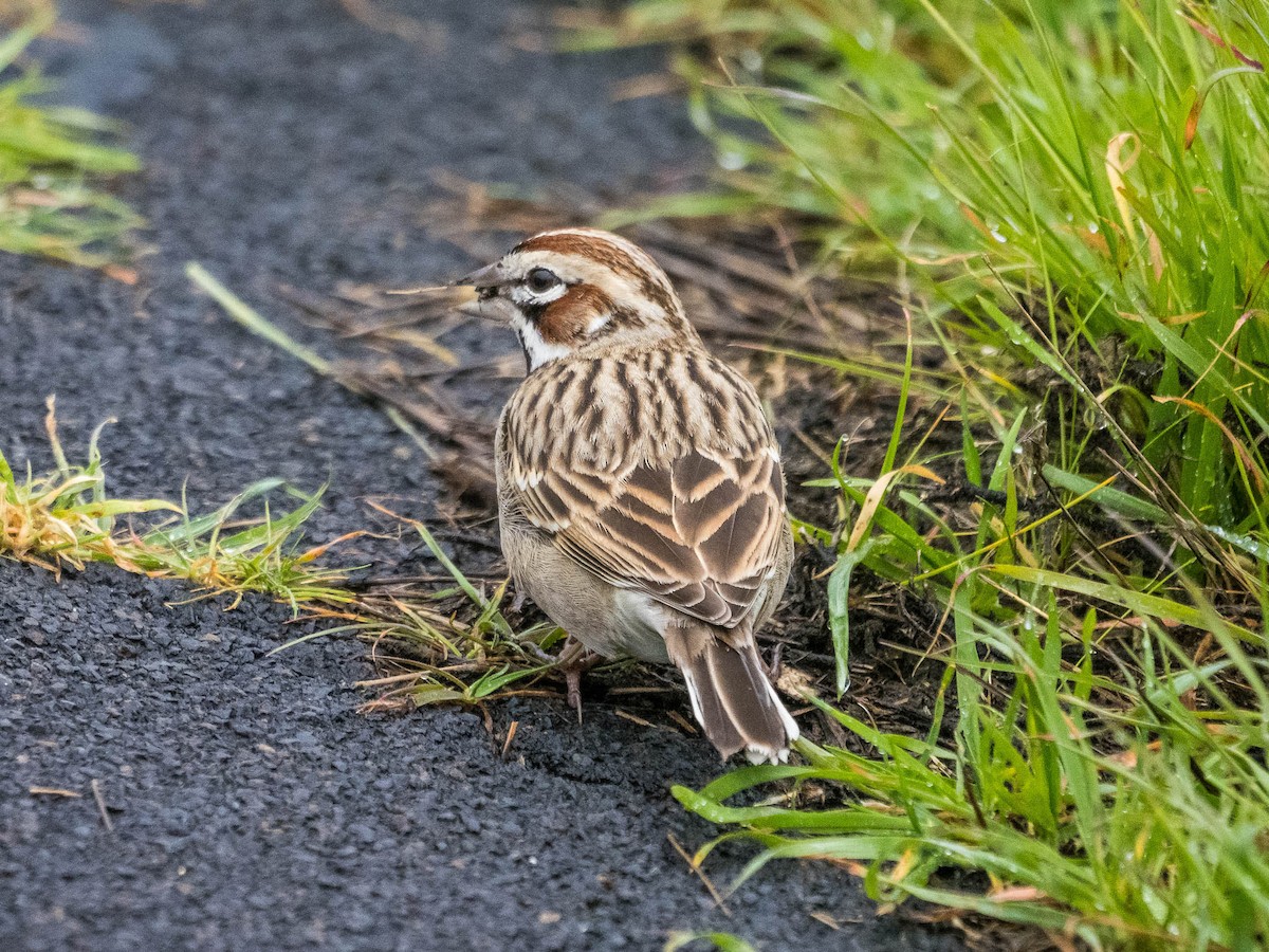 Lark Sparrow - Jim Dehnert