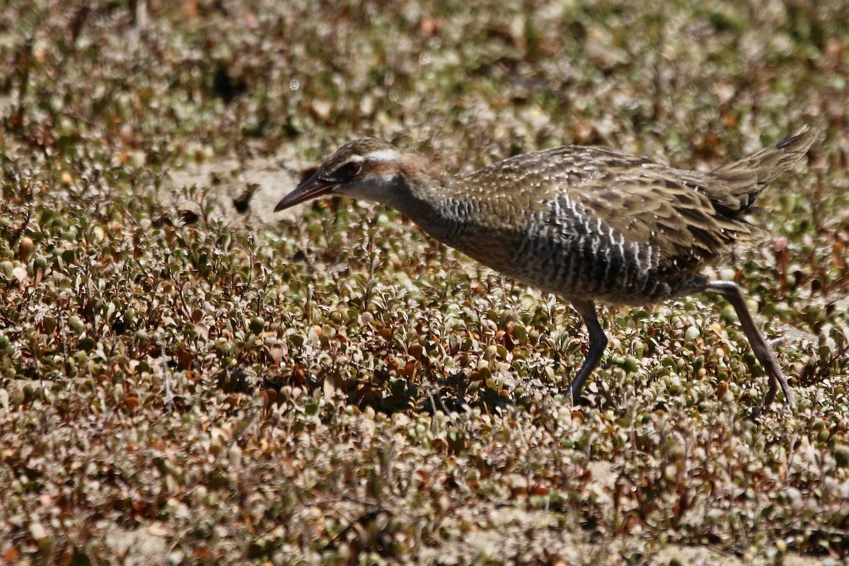 Buff-banded Rail - ML614879040