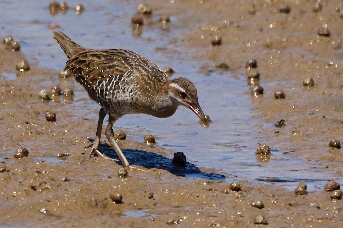 Buff-banded Rail - ML614879046