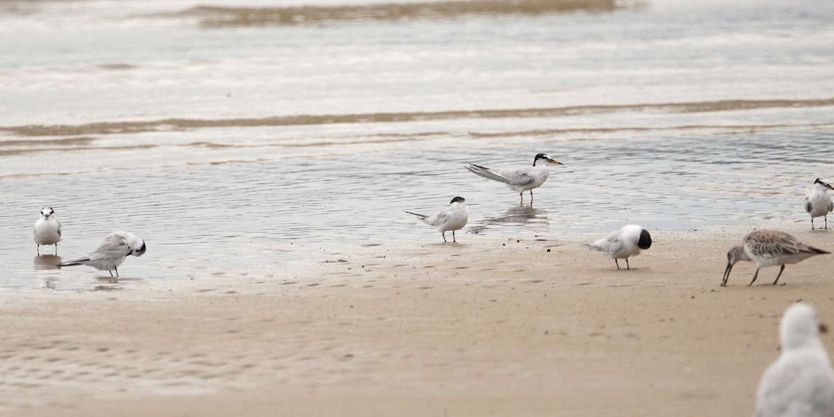 Little Tern - ML614879086