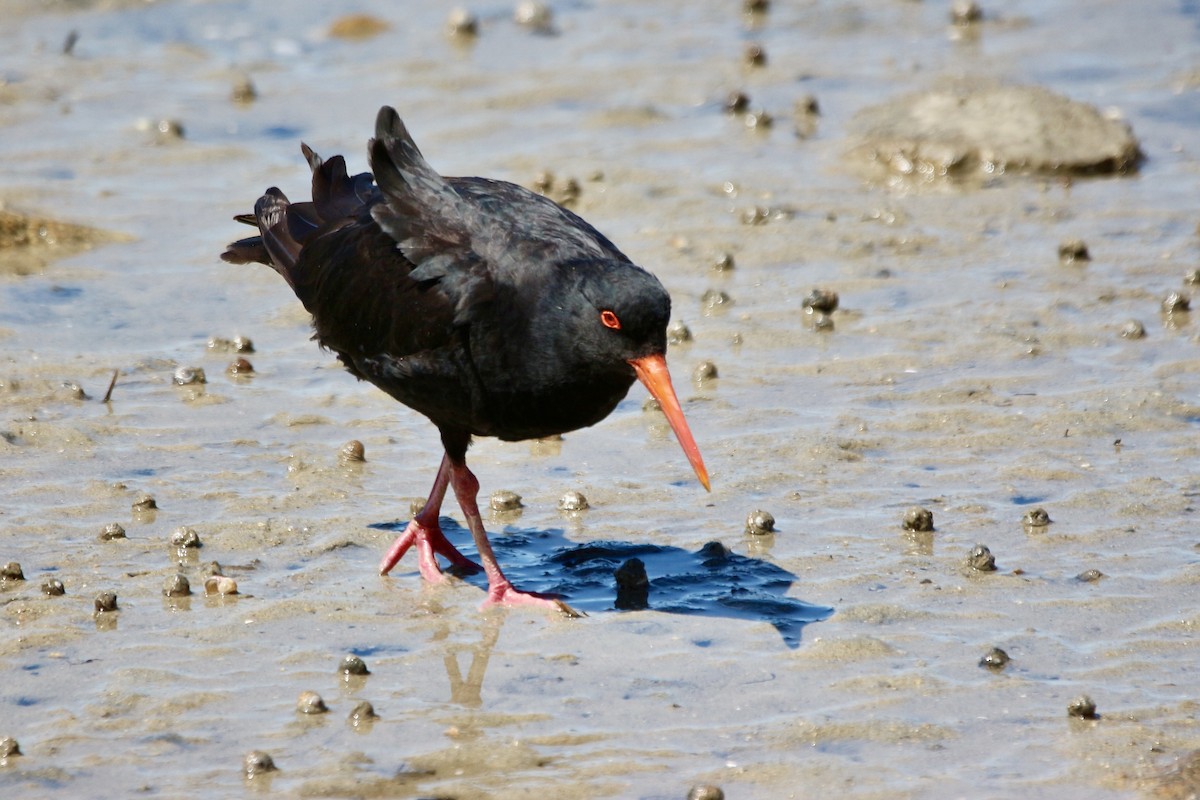 Variable Oystercatcher - ML614879143