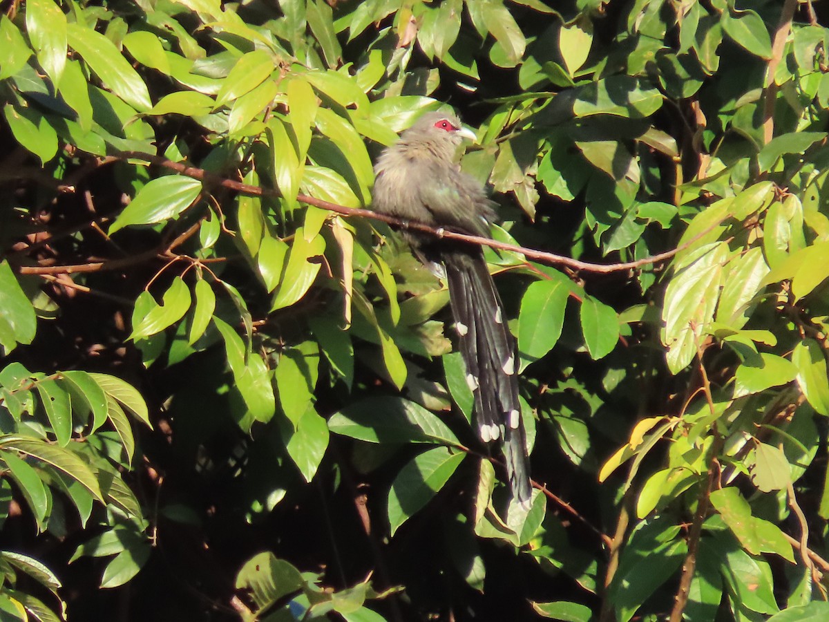 Green-billed Malkoha - Thomas Brooks