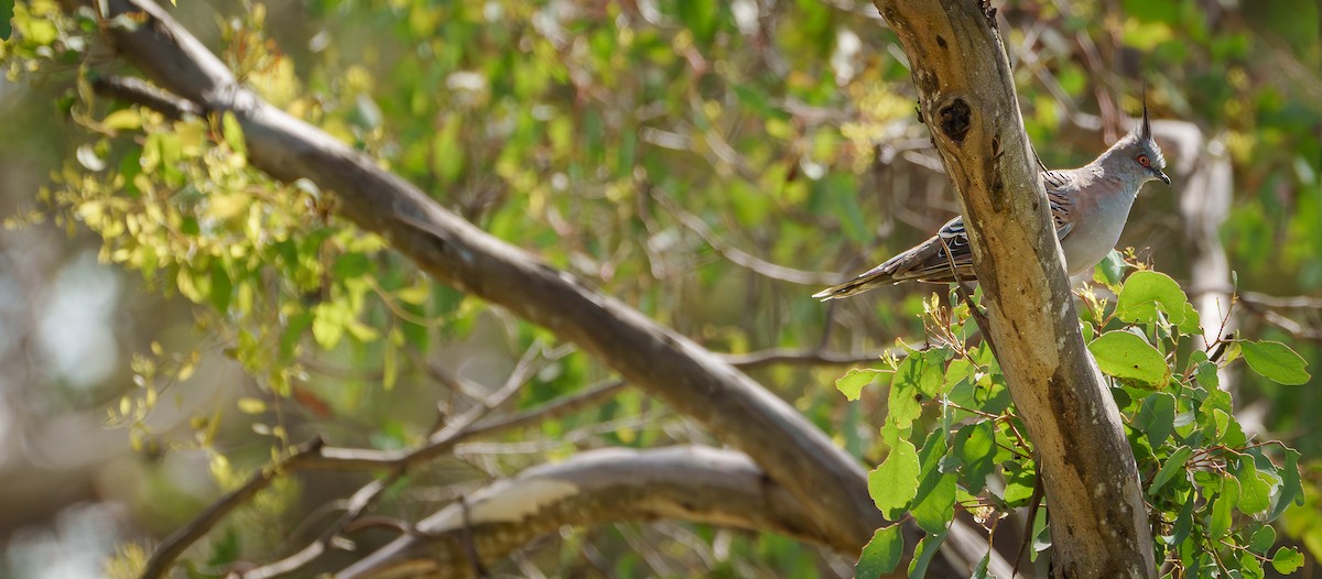 Crested Pigeon - Ben Milbourne