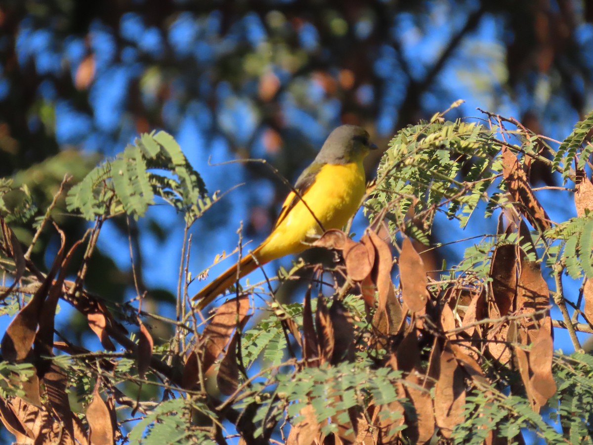 Long-tailed Minivet - Thomas Brooks