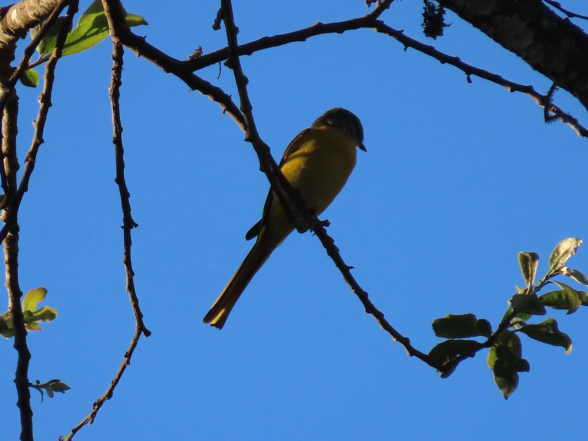 Long-tailed Minivet - Thomas Brooks