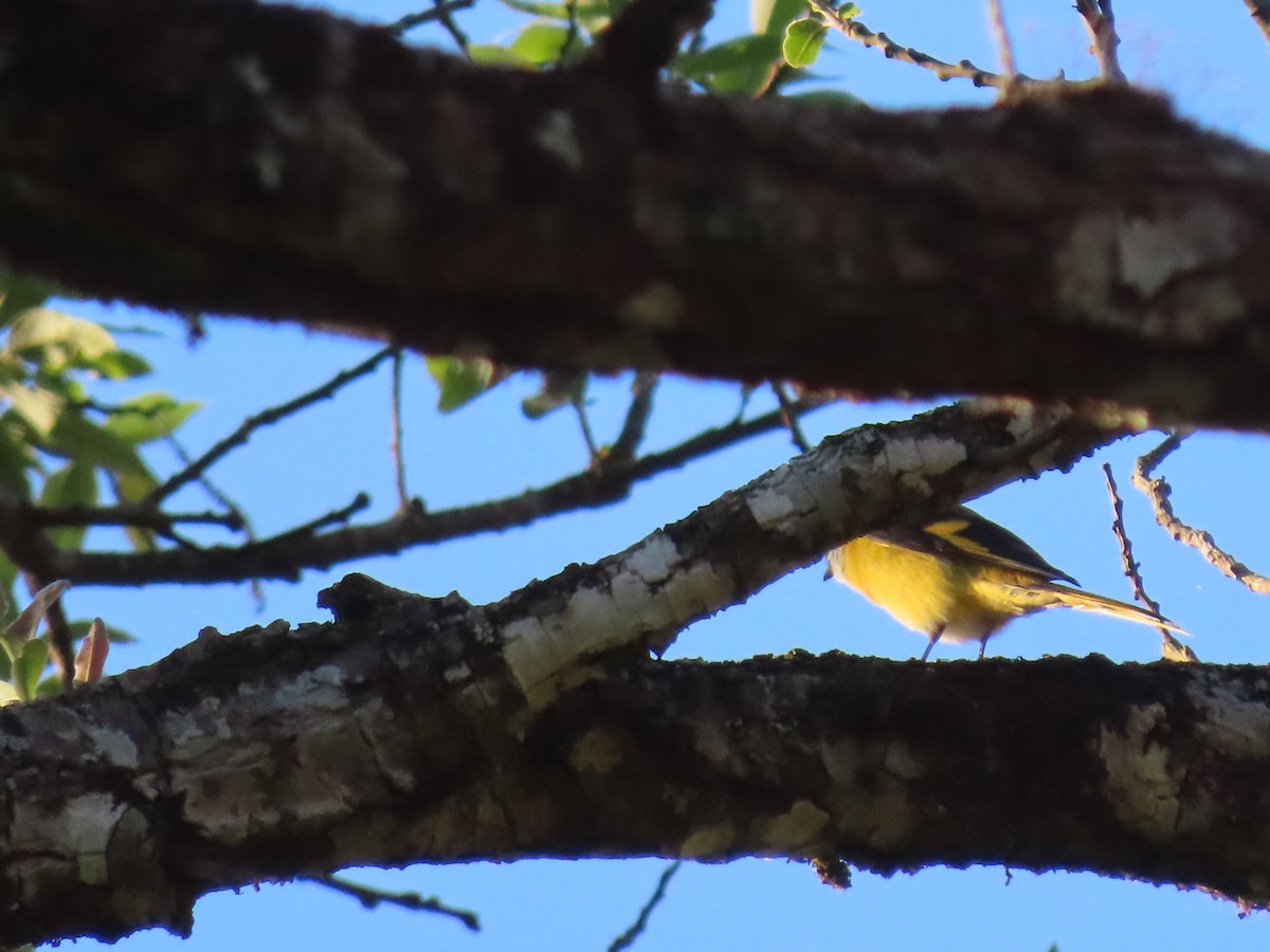 Long-tailed Minivet - Thomas Brooks