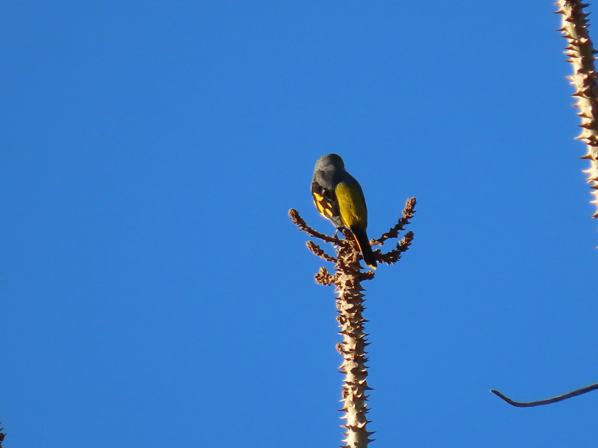 Minivet écarlate - ML614879181