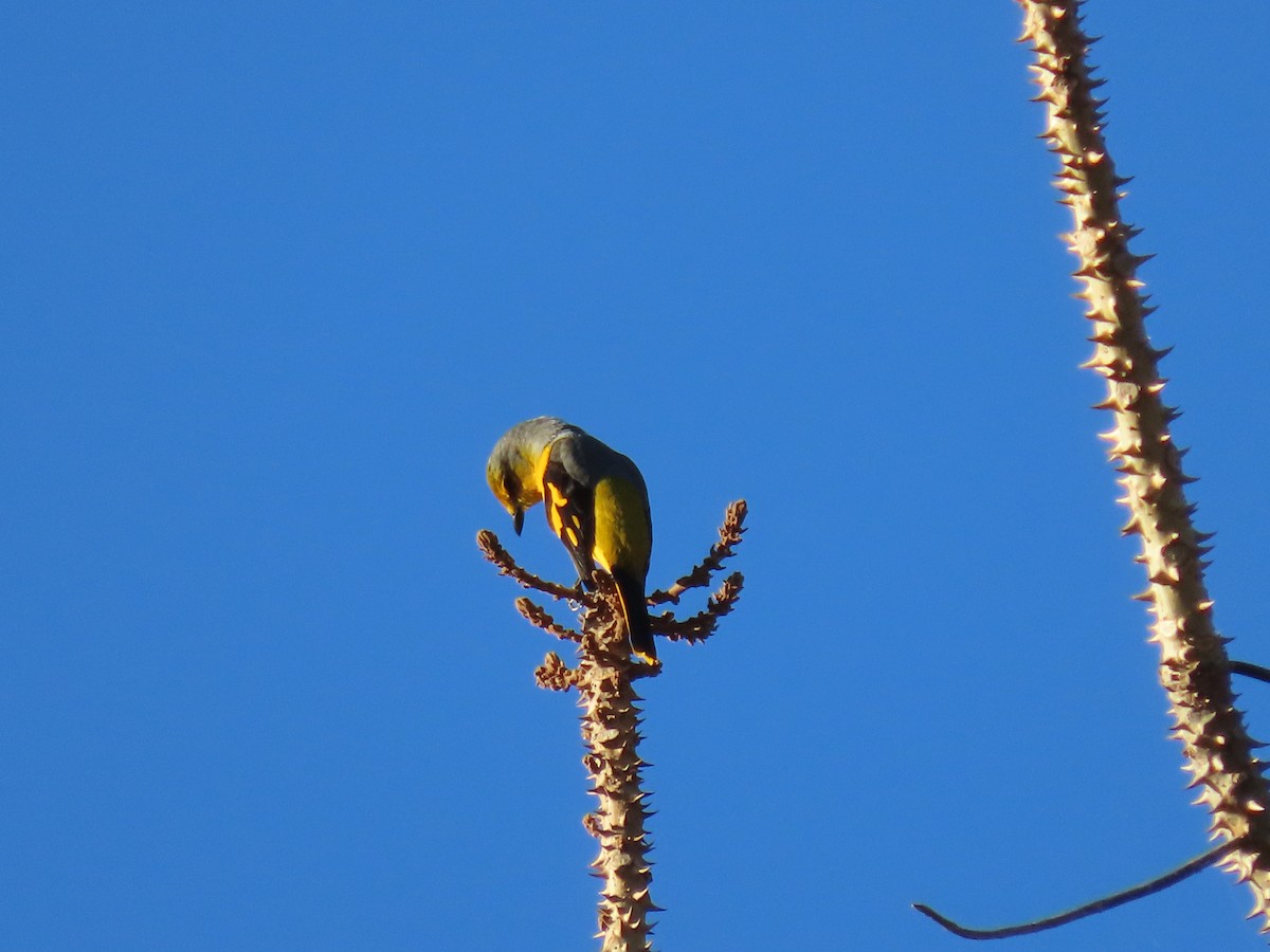 Scarlet Minivet - Thomas Brooks