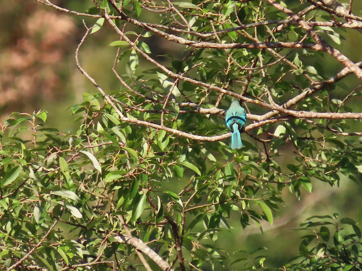 Verditer Flycatcher - Thomas Brooks