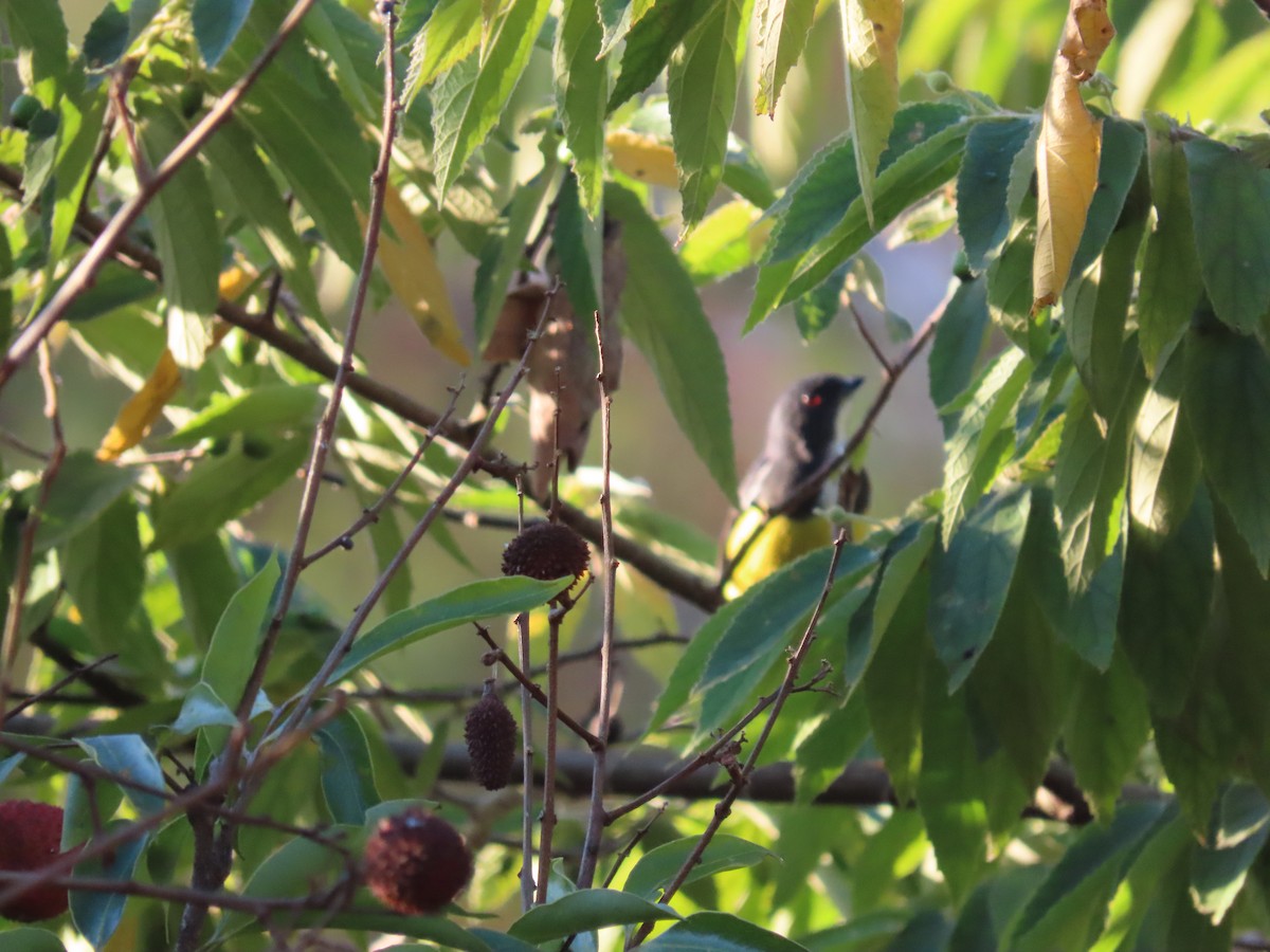 Yellow-bellied Flowerpecker - Thomas Brooks