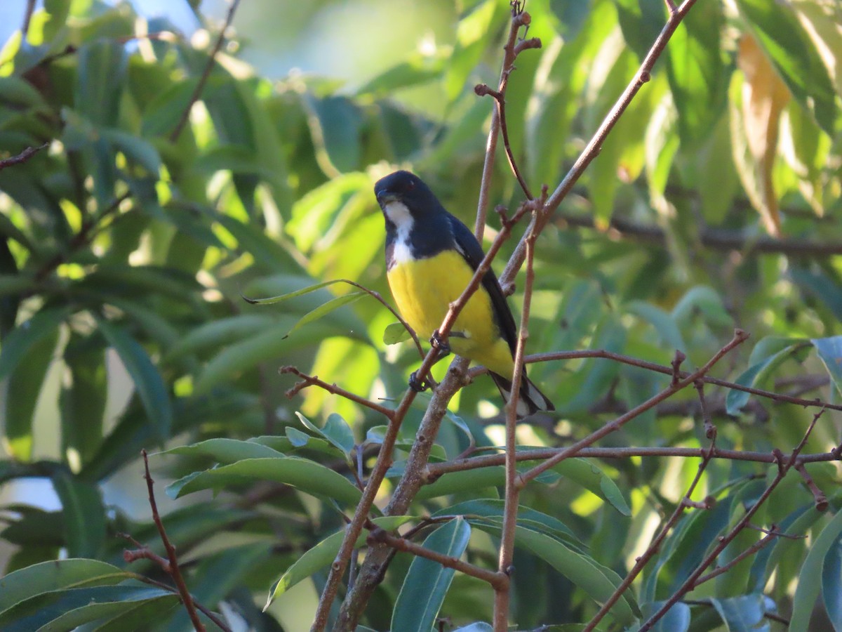 Yellow-bellied Flowerpecker - ML614879197