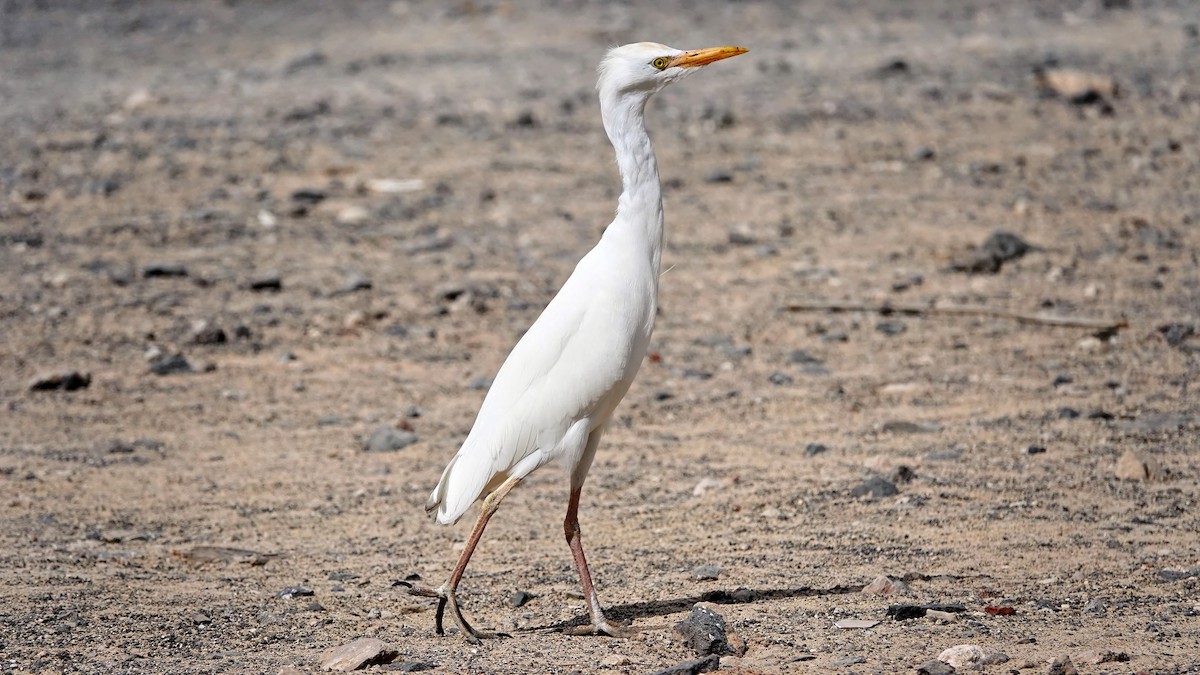 Western Cattle Egret - ML614879279