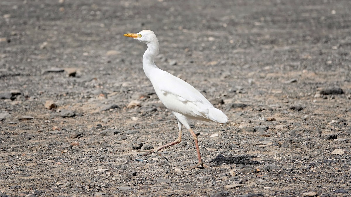 Western Cattle Egret - ML614879290