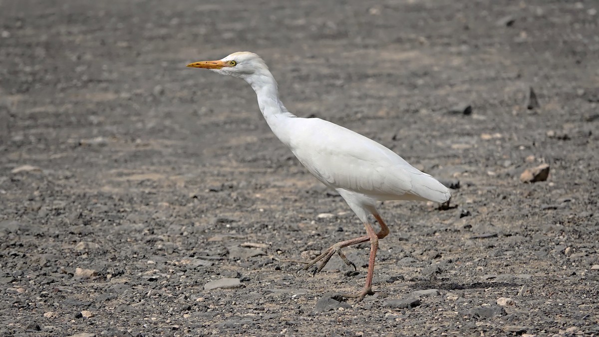 Western Cattle Egret - Hans-Jürgen Kühnel